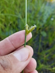 Schoenoplectus torreyi