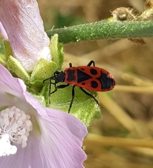 Pyrrhocoris apterus