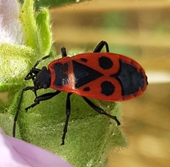 Pyrrhocoris apterus