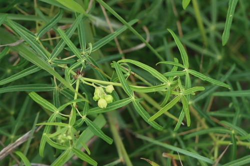 Cassava