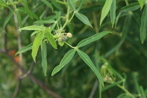 Cassava