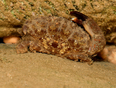 Leptodius sanguineus