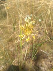 Allium flavum