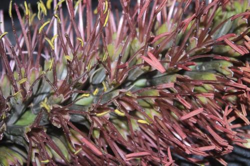 Echinoagave striata