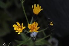 Picris japonica kamtschatica