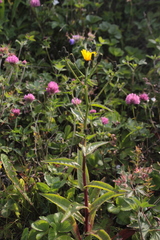 Picris japonica kamtschatica