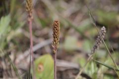 Plantago camtschatica
