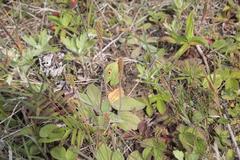 Plantago camtschatica