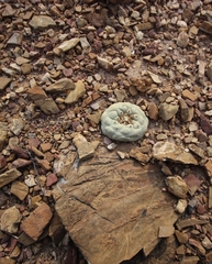 © Massugue, some rights reserved (CC-BY-NC)