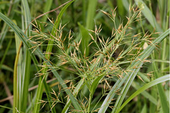 Rhynchospora inundata