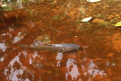 Couma Sea Catfish photo 1