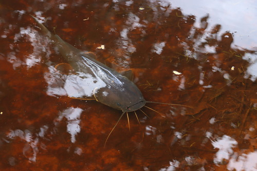 Couma-zeemeerval (Sciades couma) — Ariidae — 3