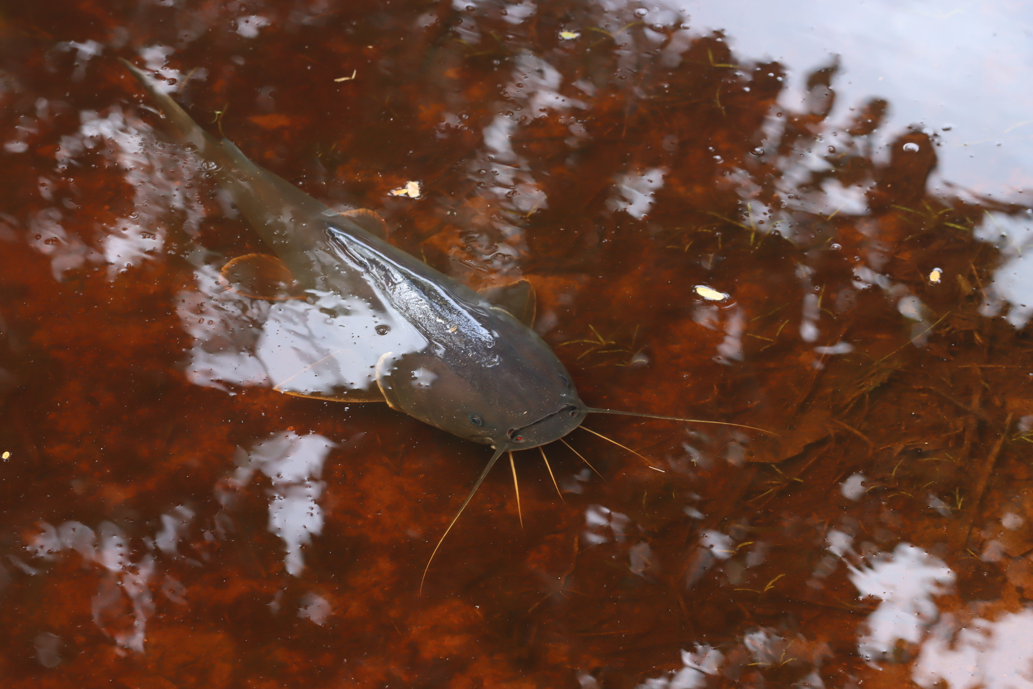 Couma Sea Catfish photo 4