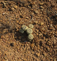 © Massugue, some rights reserved (CC-BY-NC)