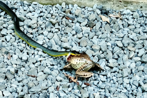 Common Tree Snake sighting