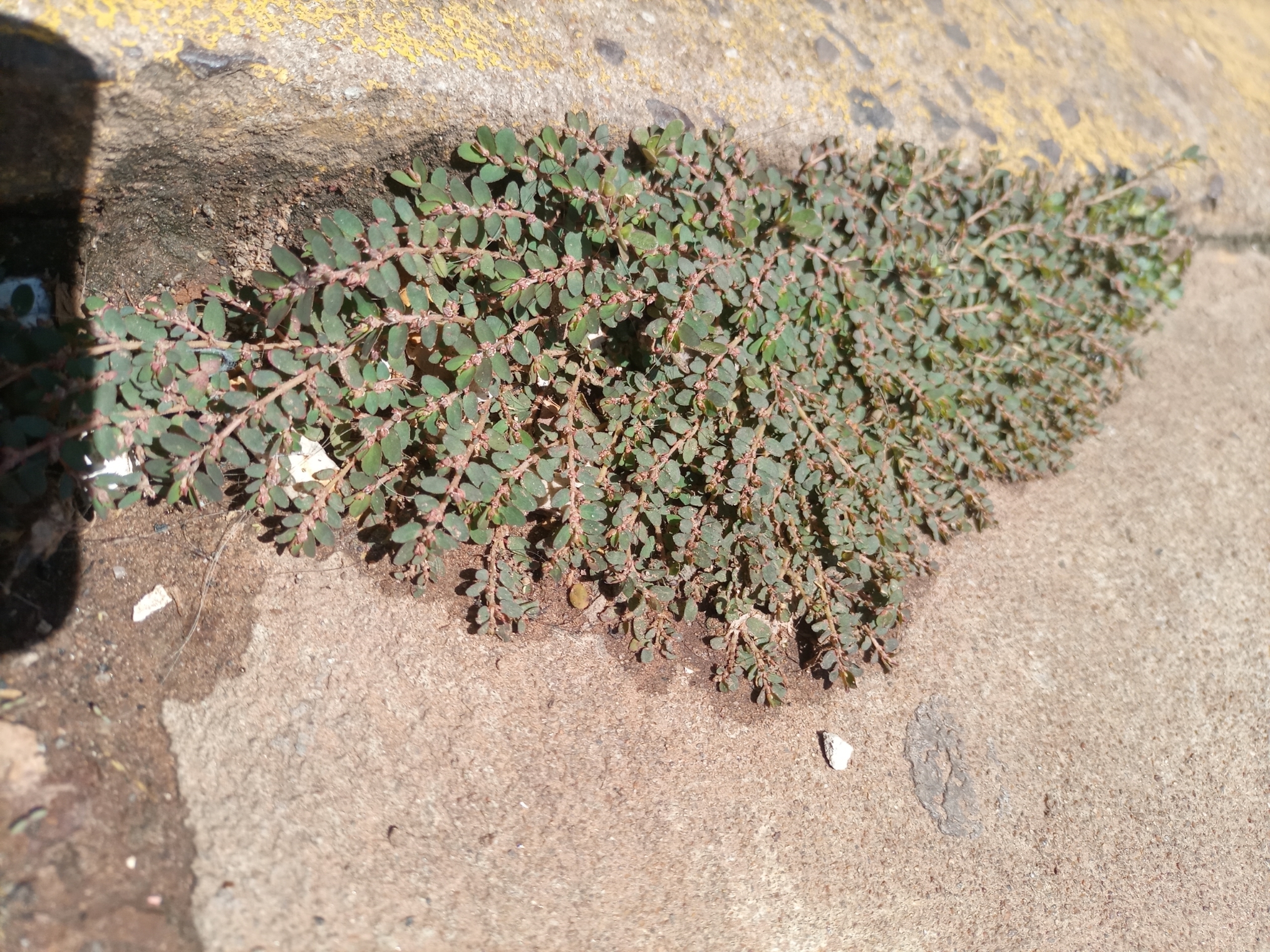 Euphorbia thymifolia