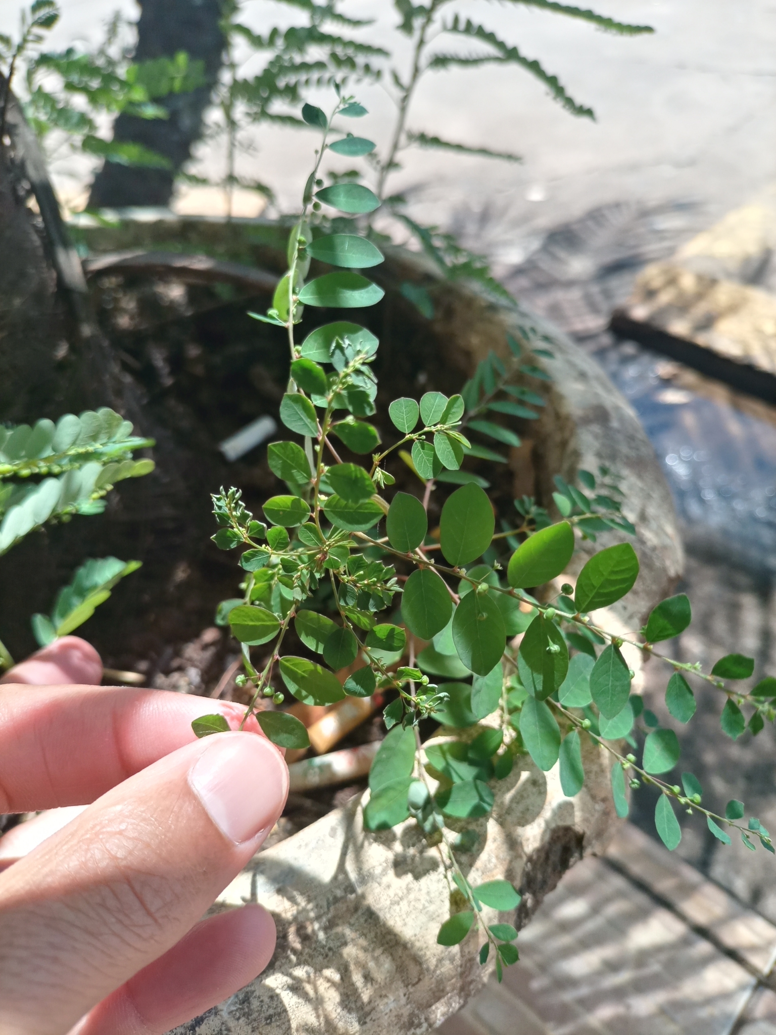 Phyllanthus tenellus