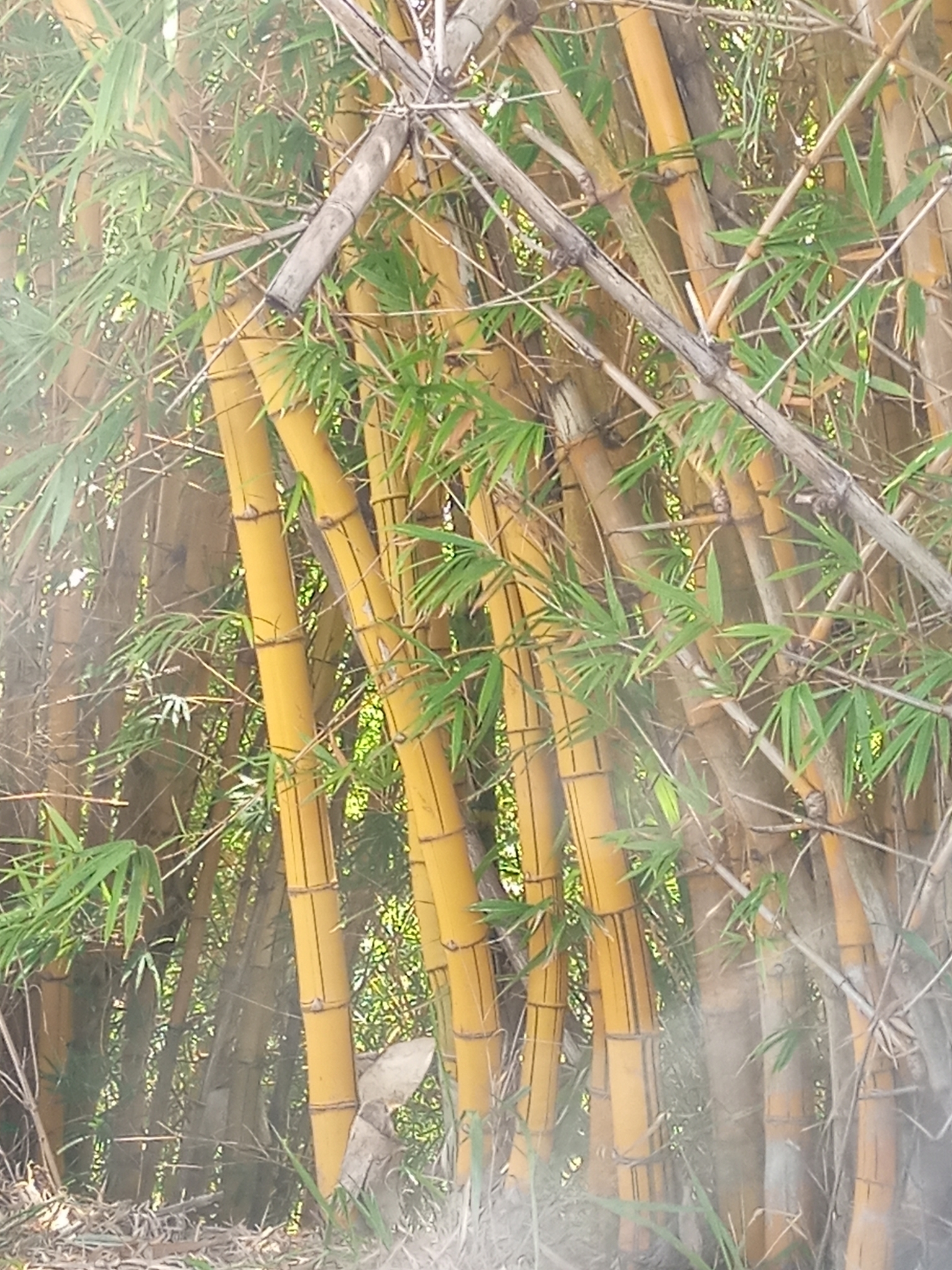 Imagem de Bambu