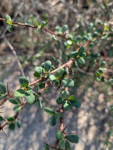iNaturalist observation photo of Fuchsiaflower Gooseberry