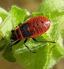 Pyrrhocoris apterus