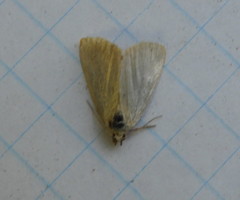 Protodeltote albidula