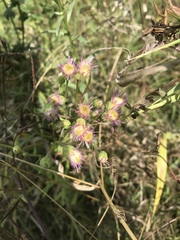 Erigeron acris podolicus
