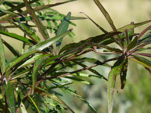 Terminalia bentzoe