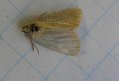 Protodeltote albidula