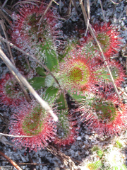 Drosera esterhuyseniae