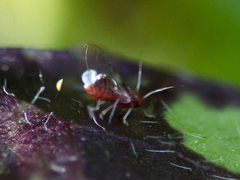 Bactericera antennata