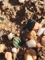 Eriospermum calcareum