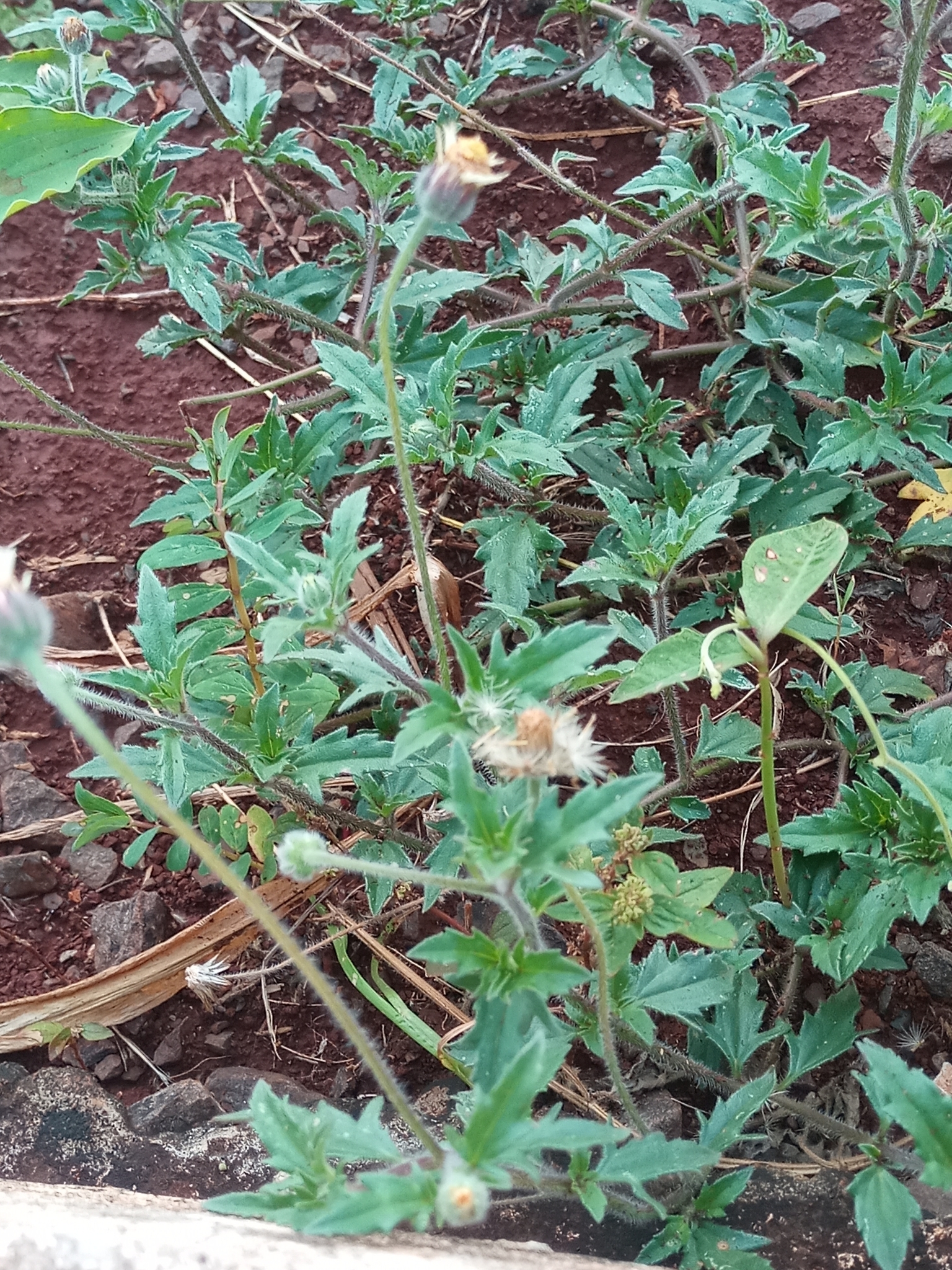 Tridax procumbens