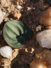Eriospermum calcareum