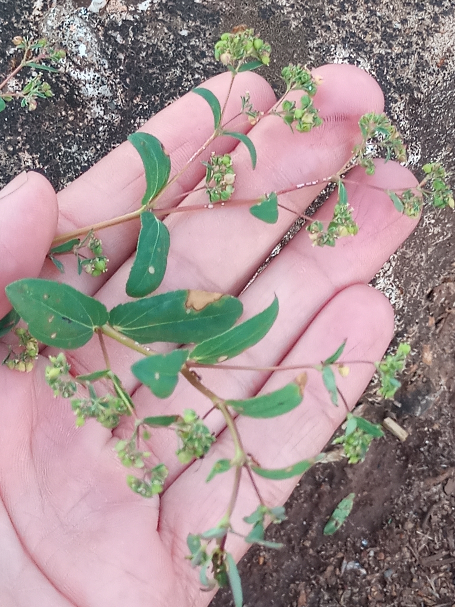 Euphorbia hyssopifolia