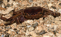 Sesarmops imperator