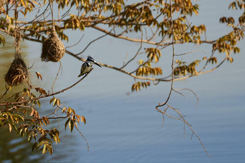 Pied Kingfisher