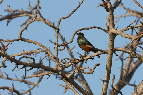 Chestnut-bellied Starling