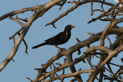 White-billed Buffalo-Weaver