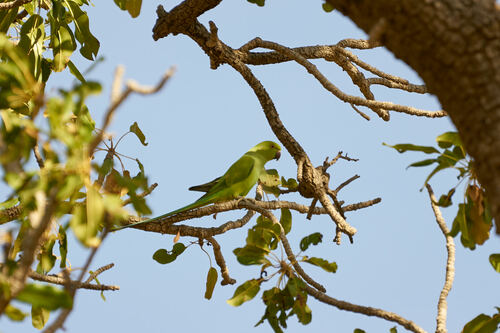 Rose-ringed Parakeet