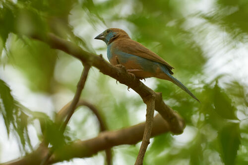 Red-cheeked Cordonbleu