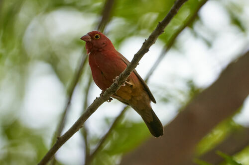 Red-billed Firefinch