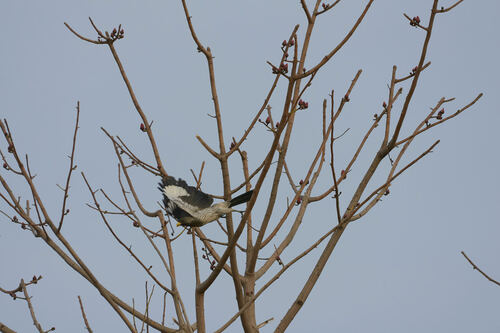 Western Plantain-eater