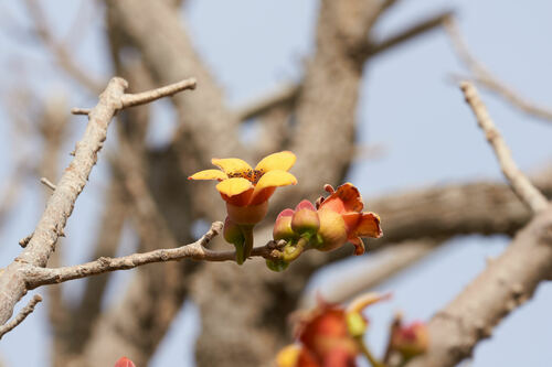 red kapok tree
