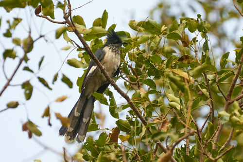 Levaillant's Cuckoo