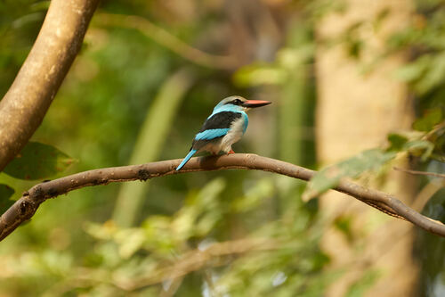 Blue-breasted Kingfisher