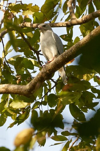 Lizard Buzzard