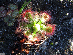 Drosera esterhuyseniae