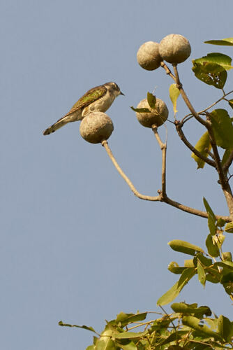 Klaas's Cuckoo