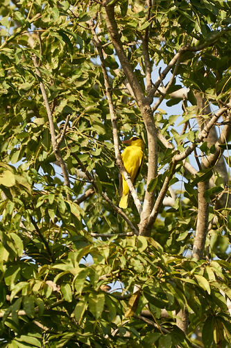 African Golden Oriole