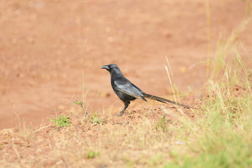Piapiac (Ptilostomus afer), photo 10